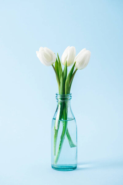 bouquet of white tulips in transparent glass vase on blue background