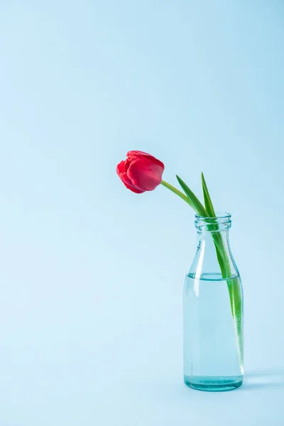 Czerwony Tulipan Przezroczyste Szkło Wazon Niebieskim Tle — Zdjęcie stockowe