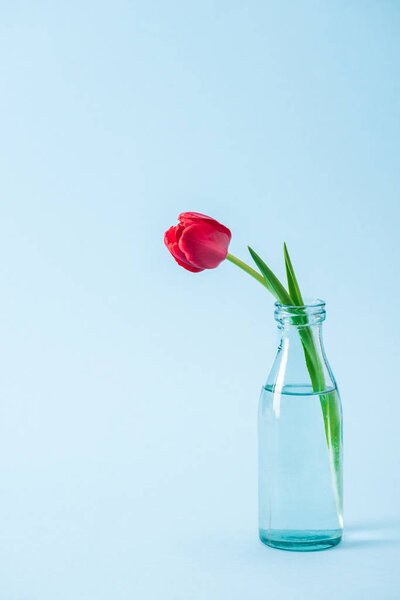red tulip in transparent glass vase on blue background