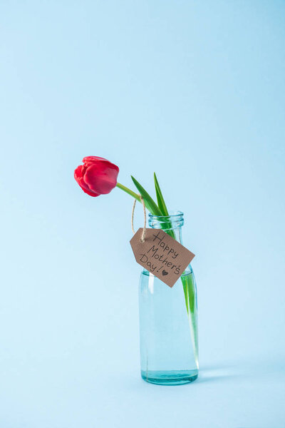 red tulip in transparent glass vase with happy mothers day greeting label on blue background