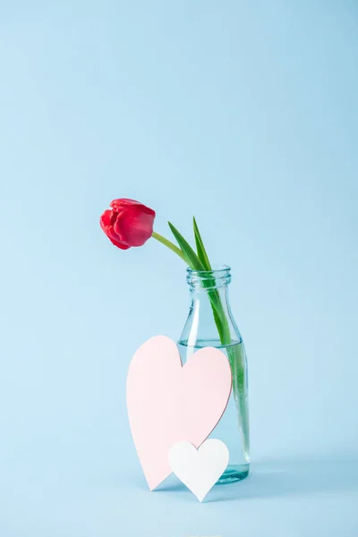 Tulipa Vermelha Vaso Vidro Transparente Corações Papel Fundo Azul — Fotografia de Stock