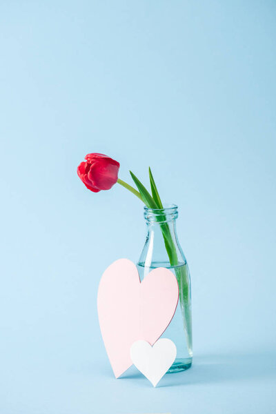 red tulip in transparent glass vase and paper hearts on blue background