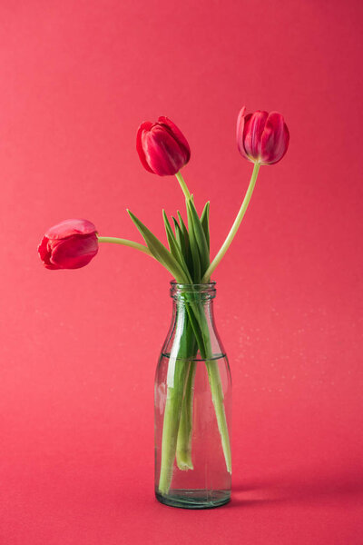bouquet of red tulips in transparent glass vase on red background