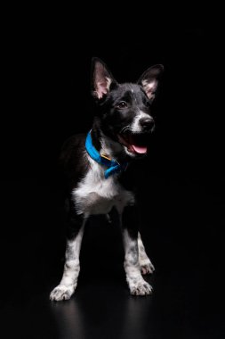 Melez köpek mavi yakalı siyah izole içinde