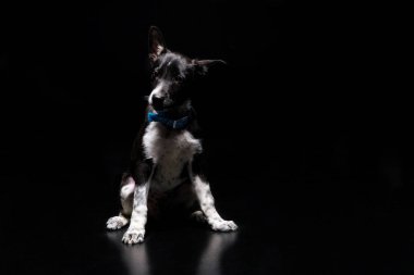 sevimli köpek mavi yakalı siyah izole içinde