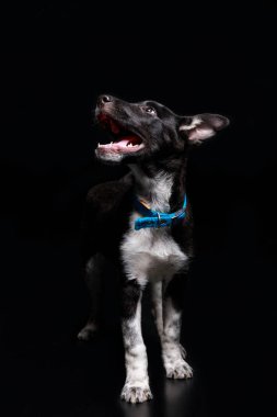 açık ağız siyah izole mavi yakalı şirin köpek