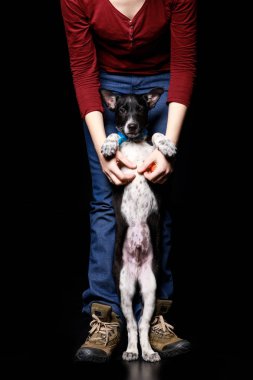 karanlık melez köpek kadınla kırpılmış görünümü arka ayakları üzerine siyah izole '