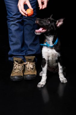 kadında melez köpeği siyah izole yakınındaki turuncu topu tutan kot kırpılmış görünümünü