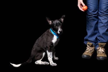 mavi yakalı siyah izole melez köpek yakınındaki turuncu topu ile ayakta kadının kırpılmış görünümü