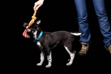 kırpılan görünüm tutmak oyuncak ve mavi yakalı siyah izole melez köpek ile oynayan kadın