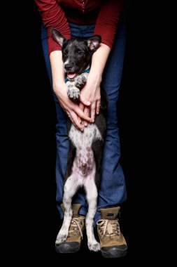 Melez köpek yaka ile kot pantolon kadın kırpılmış görünümü arka ayakları üzerine siyah izole '