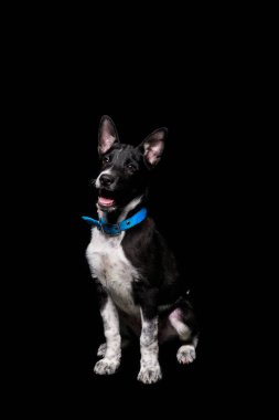 açık ağız siyah izole mavi yakalı melez köpek