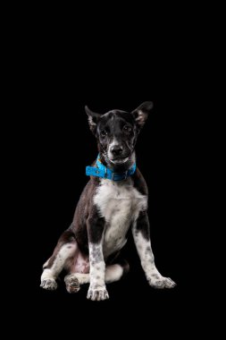 mongrel dark dog in collar isolated on black clipart