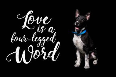 dark mongrel dog in blue collar near lettering love is a four-legged word isolated on black clipart