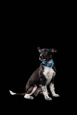 çok güzel koyu melez köpek mavi yakalı siyah izole içinde