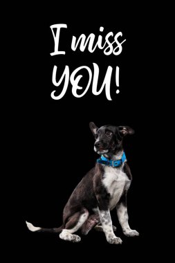 dark mongrel dog in blue collar and lettering i miss you isolated on black clipart