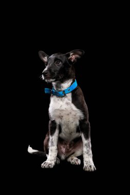 mavi yakalı siyah izole koyu melez köpek