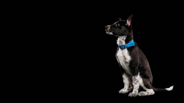 mavi yakalı siyah izole köpek köpek