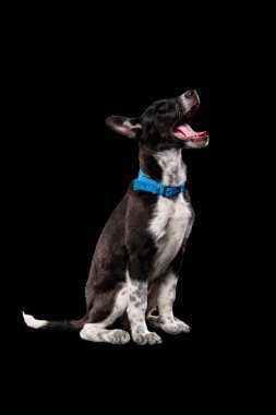 açık ağız siyah izole mavi yakalı Pooch koyu köpek