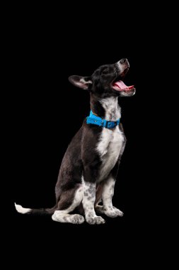 pooch dark dog in blue collar with open mouth isolated on black clipart