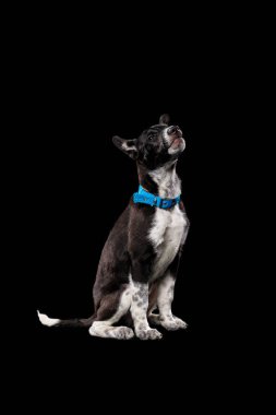 Pooch koyu köpek mavi yakalı siyah izole içinde