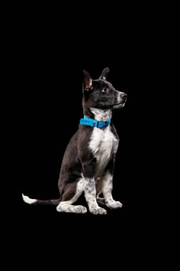 pooch cute dog with white paws in blue collar isolated on black clipart