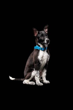 pooch dark dog in collar isolated on black clipart