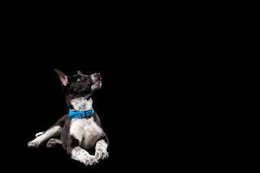 siyah izole yaka beyaz pençeleri ile melez koyu köpek