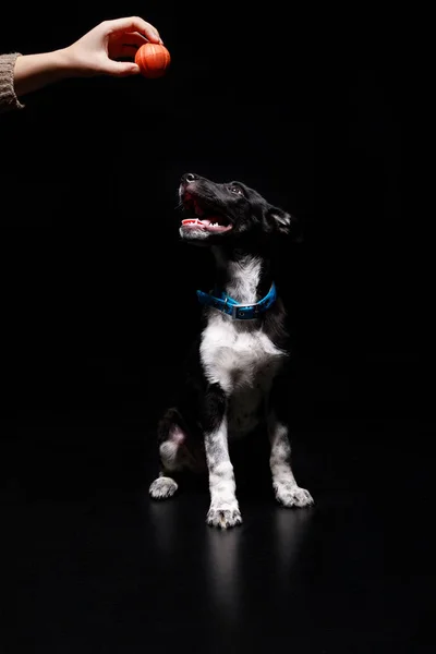 Vista Recortada Mujer Sosteniendo Juguete Sobre Perro Collar Azul Aislado —  Fotos de Stock