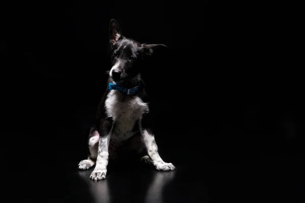 Χαριτωμένος Σκύλος Μπλε Κολάρο Που Απομονώνονται Μαύρο — Φωτογραφία Αρχείου