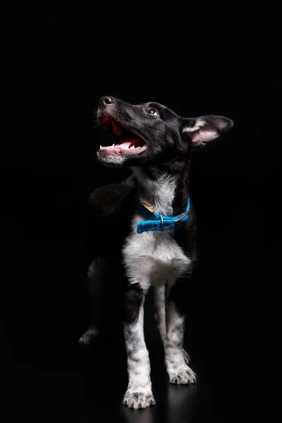 Lindo Perro Collar Azul Con Boca Abierta Aislado Negro — Foto de Stock