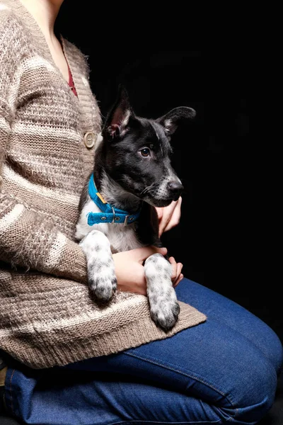 Recortado Vista Mujer Jeans Cárdigan Celebración Lindo Perro Mestizo Oscuro — Foto de Stock