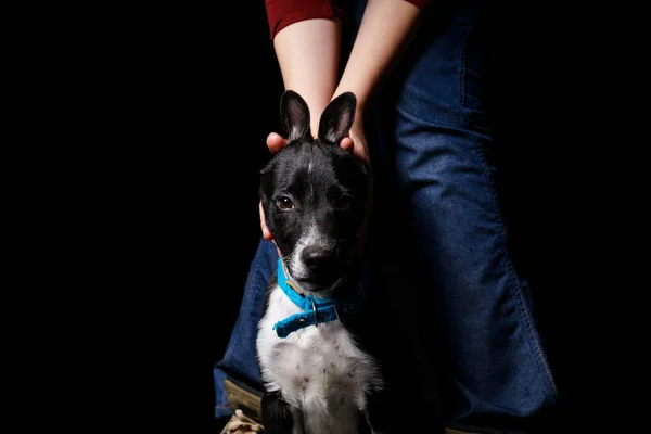 Vista Recortada Mujer Jeans Jugando Con Perro Mestizo Collar Azul — Foto de Stock