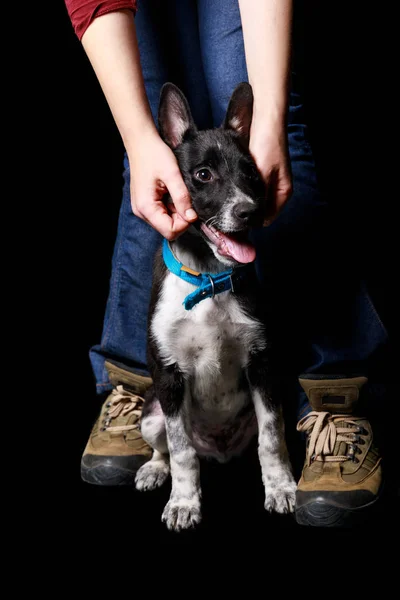 Обрізаний Вид Жінки Джинсах Монгольською Собакою Комірі Ізольовані Чорному — стокове фото