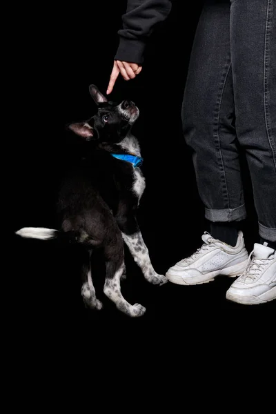 Cropped View Woman Jeans Pointing Finger Mongrel Dog Collar Isolated — Stock Photo, Image