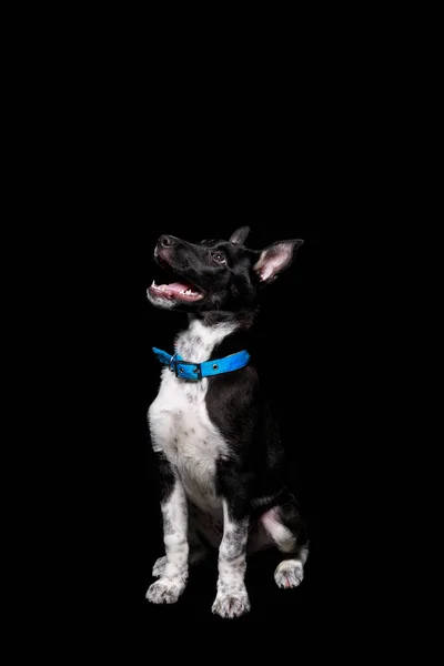 Χαριτωμένος Σκύλος Μιγάς Μπλε Κολάρο Ανοιχτό Στόμα Απομονώνονται Μαύρο — Φωτογραφία Αρχείου