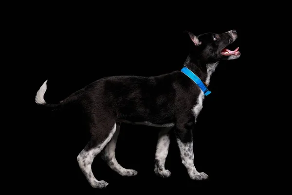 Perro Mestizo Oscuro Collar Azul Con Boca Abierta Aislado Negro — Foto de Stock