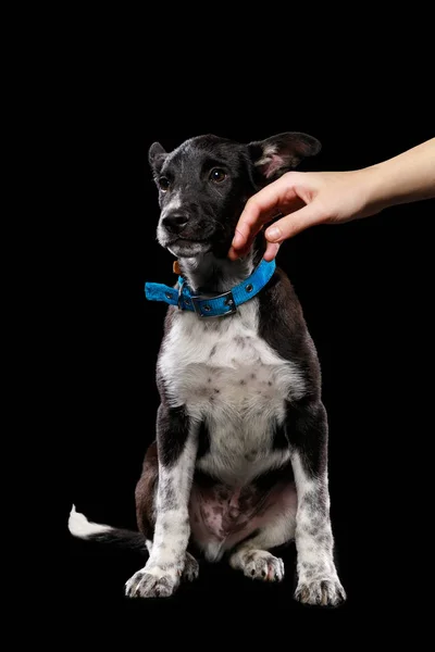 Vista Recortada Mujer Tocando Perro Mestizo Collar Azul Aislado Negro — Foto de Stock