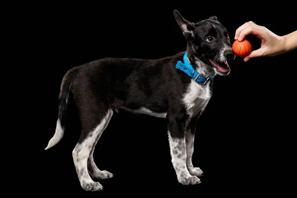 Recortado Vista Mujer Dando Bola Mestizo Perro Azul Collar Aislado — Foto de Stock