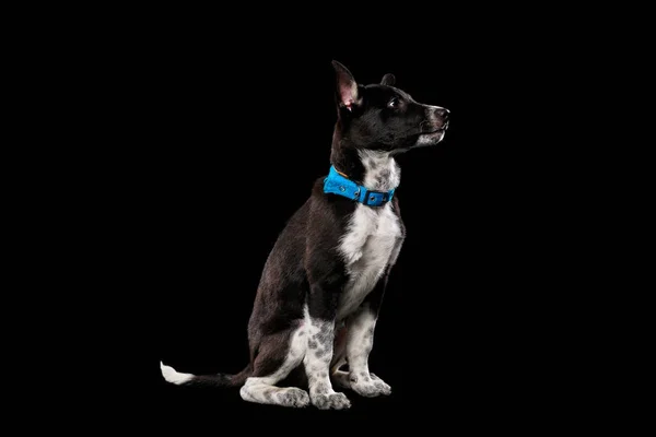 Pooch Dark Dog Blue Collar Isolated Black — Stock Photo, Image