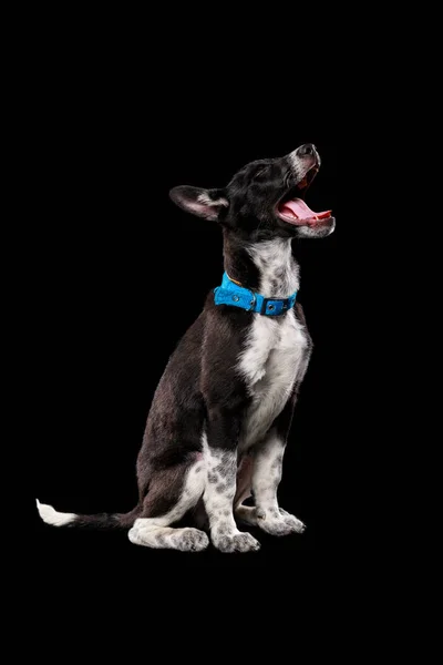 Cão Escuro Pooch Colarinho Azul Com Boca Aberta Isolada Preto — Fotografia de Stock