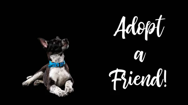 Dark Mongrel Dog Blue Collar Lettering Adopt Friend Isolated Black — Stock Photo, Image