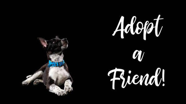 dark mongrel dog in blue collar and lettering adopt a friend isolated on black