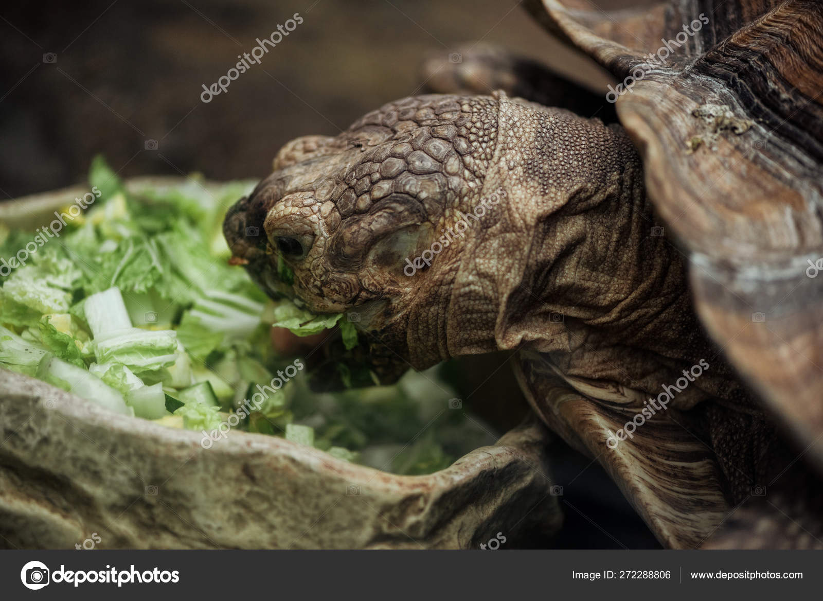 Close View Turtle Eating Fresh Lettuce Stone Bowl Stock Photo by