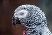 zblízka pohled na živou šedou exotickou chlupatou papouška s uzavřeným okem