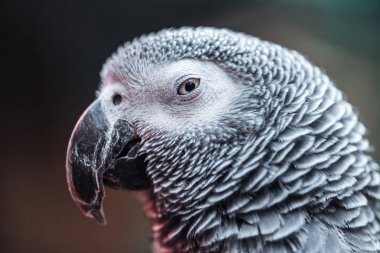 close up view of vivid grey fluffy parrot looking at camera clipart