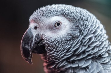 close up view of vivid grey parrot looking at camera clipart
