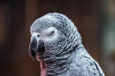 close up view of cute vivid grey parrot looking at camera clipart