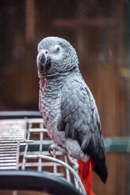vivid grey fluffy parrot sitting on cage and looking at camera clipart