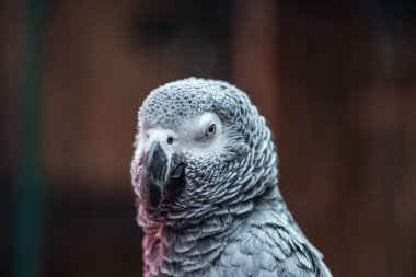 close up view of vivid grey exotic fluffy parrot  clipart